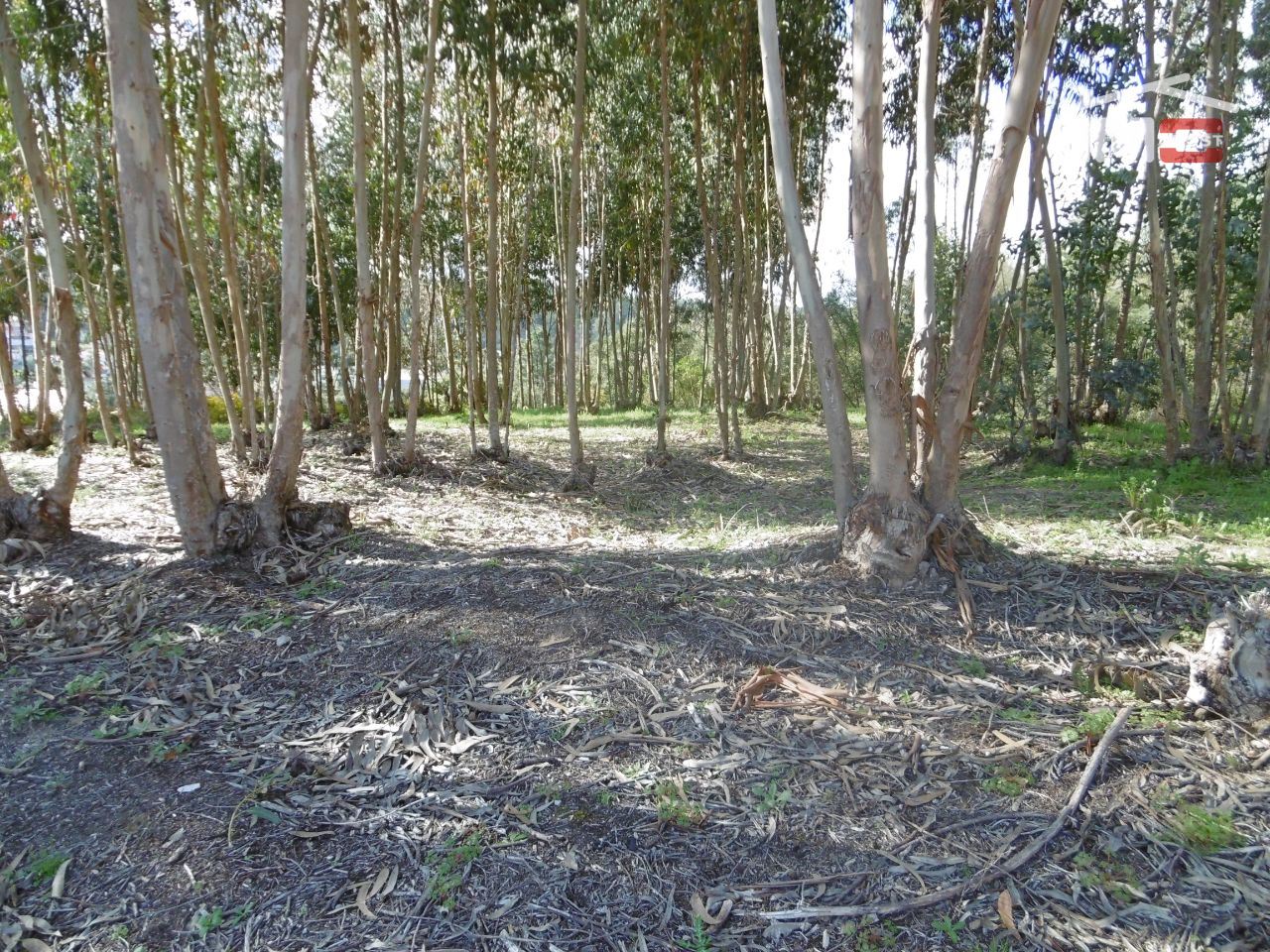 Terreno para Venda em Nossa Senhora da Piedade