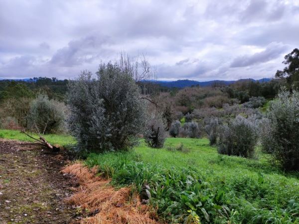 Rustic land, para Sale