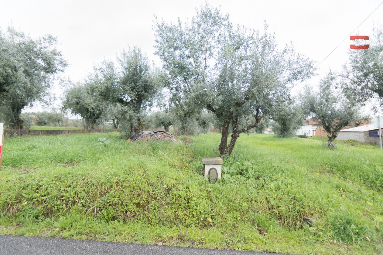 Terreno Agricola ou Rústico para Venda em Freixianda, Ribeira do Fárrio e Formigais