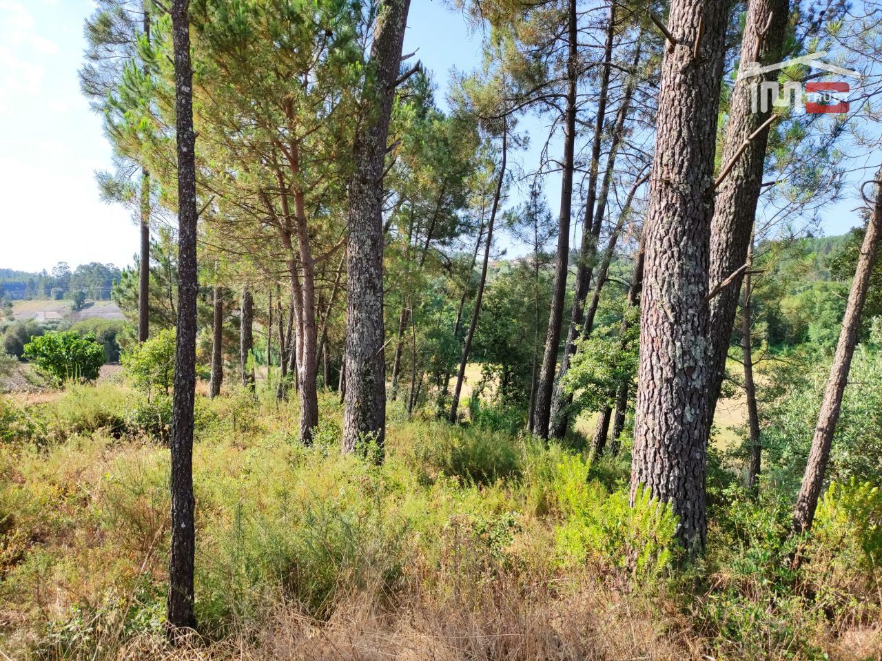 Terreno Agricola ou Rústico para Venda em Caxarias