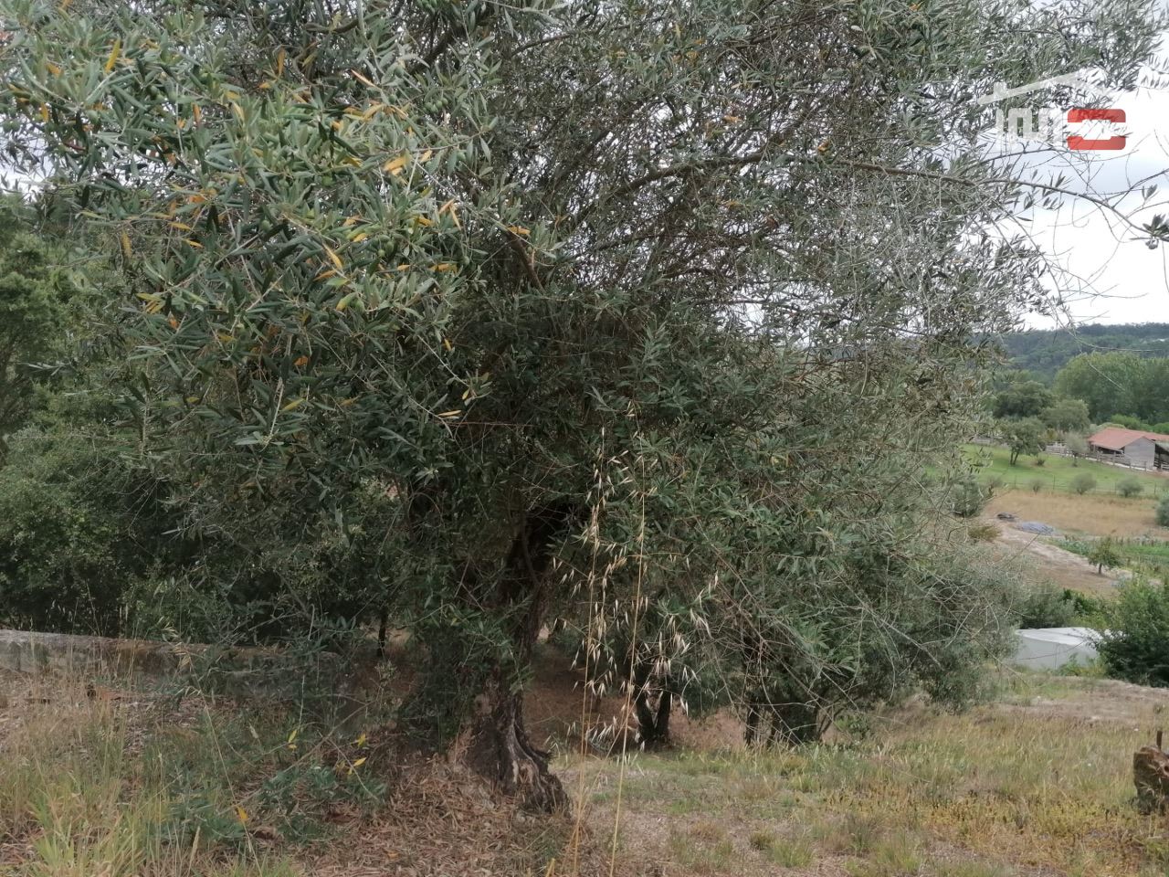 Terreno Agricola ou Rústico para Venda em Gondemaria e Olival