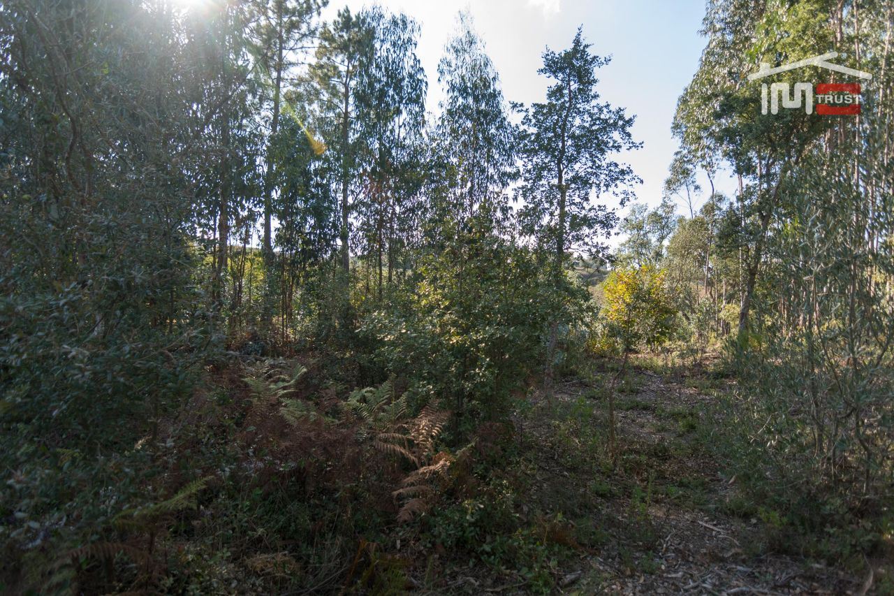 Terreno Agricola ou Rústico para Venda em Santa Catarina da Serra e Chainça