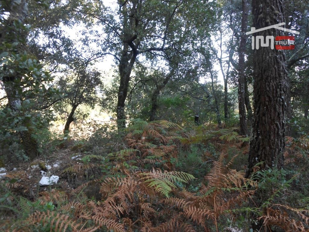 Terreno Agricola ou Rústico para Venda em Fatima