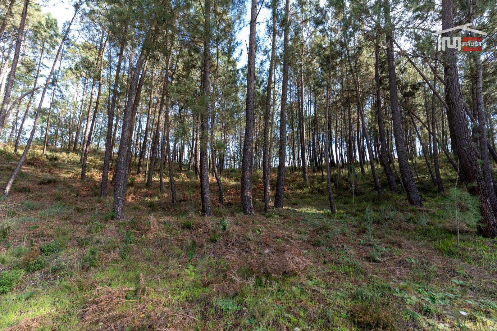 Terreno Agricola ou Rústico para Venda em Seiça