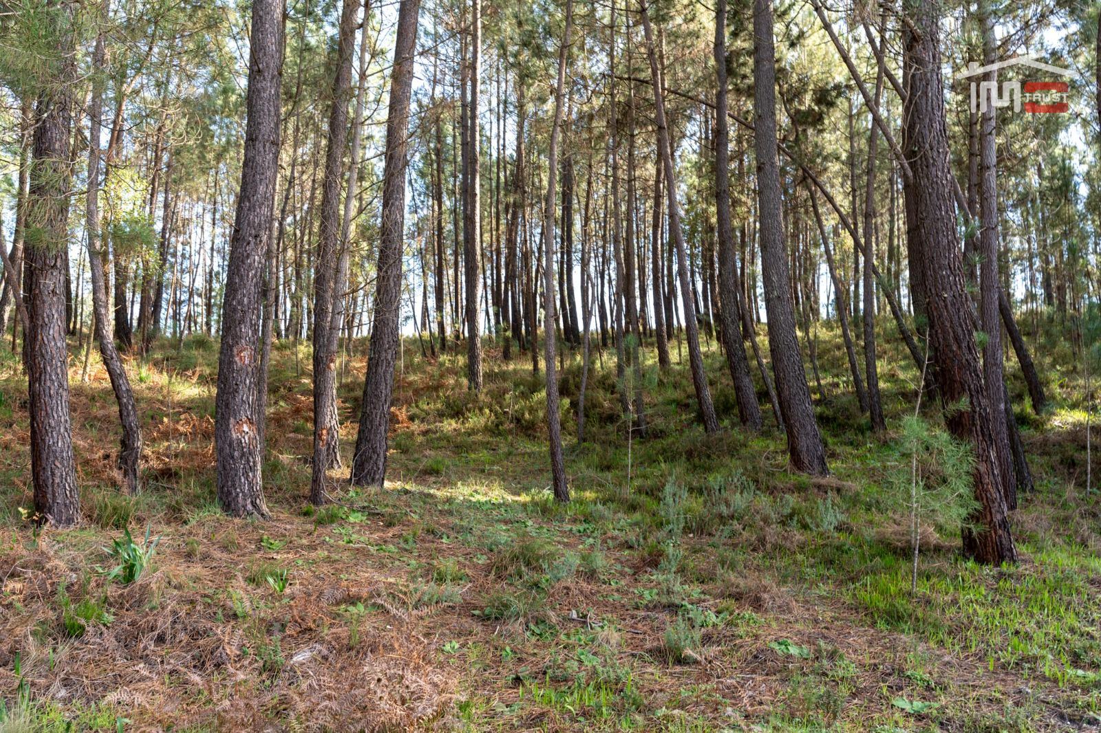 Terreno Agricola ou Rústico para Venda em Seiça