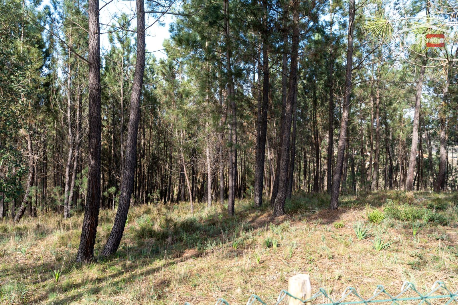 Terreno Agricola ou Rústico para Venda em Seiça