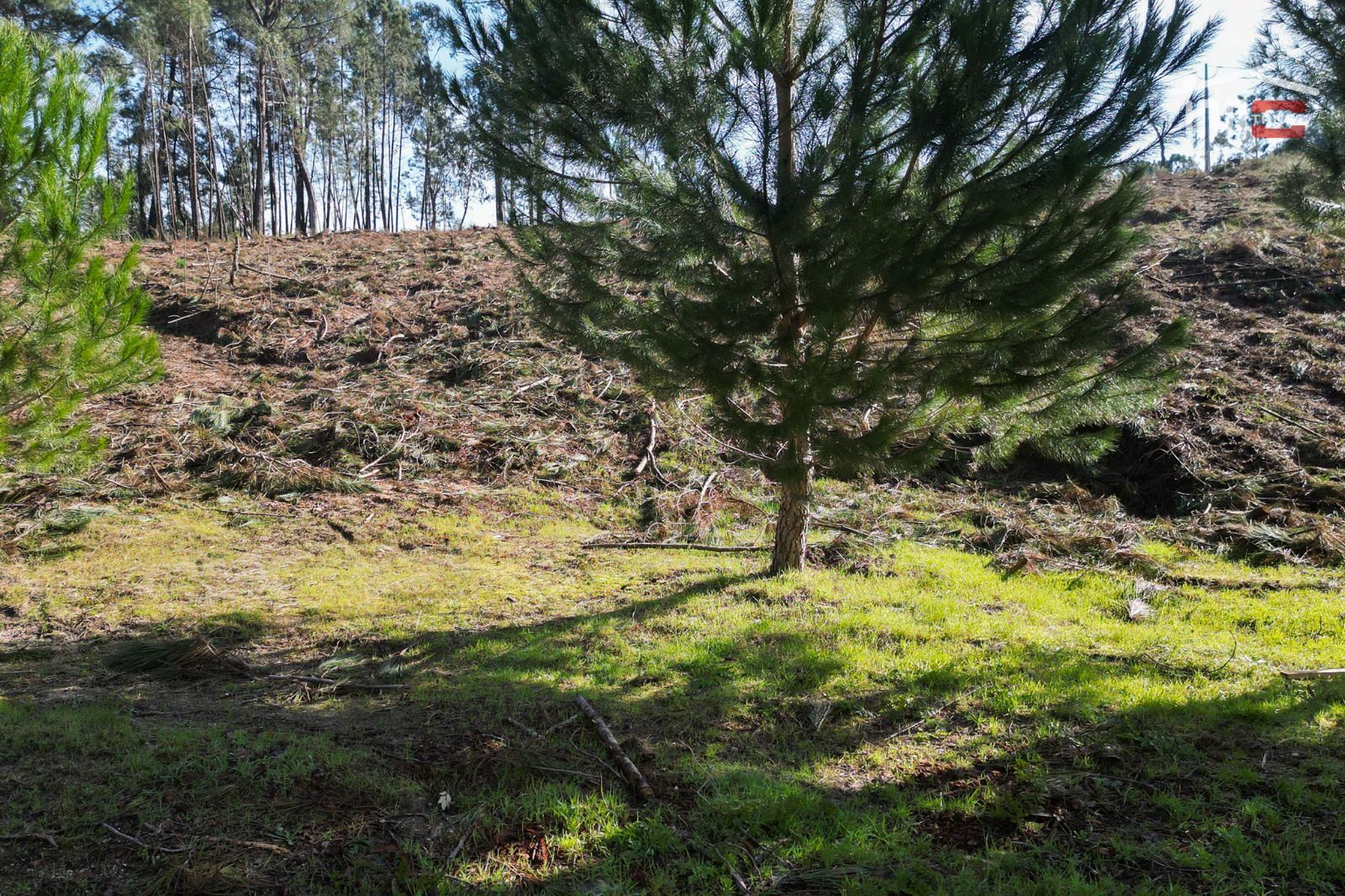 Terreno Agricola ou Rústico para Venda em Seiça