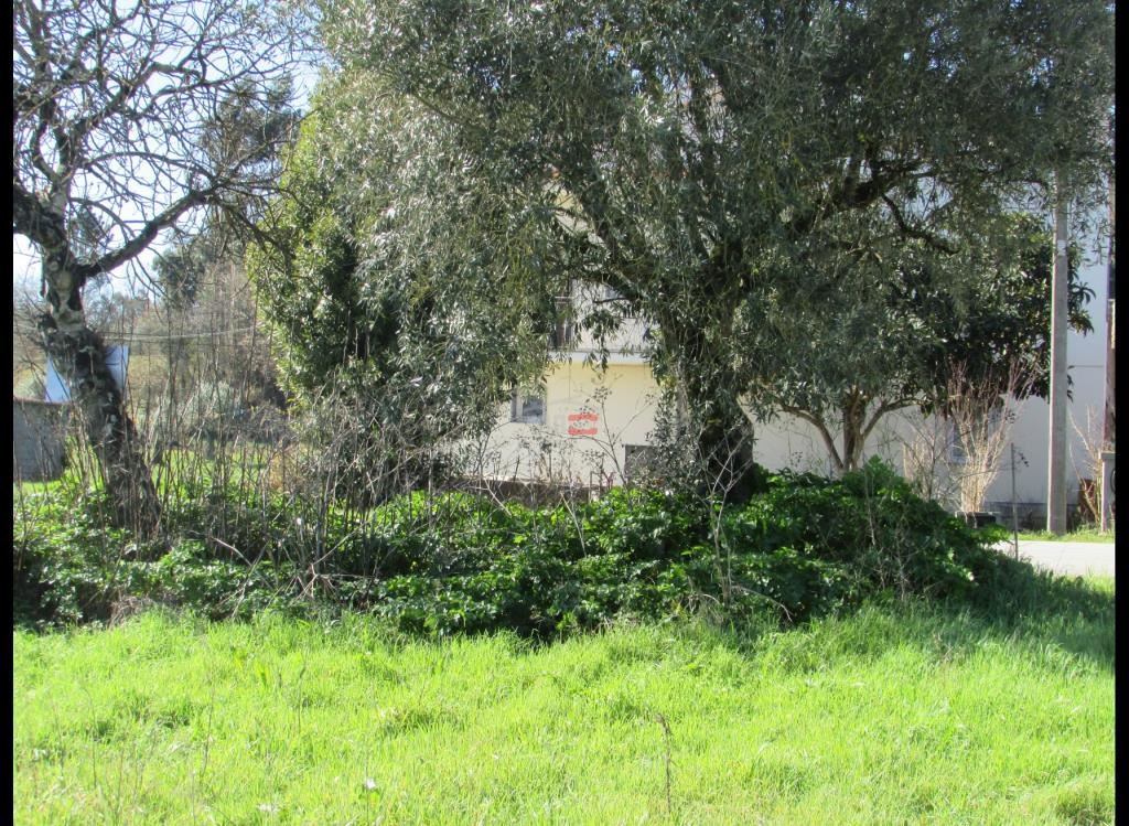 Terreno Agricola ou Rústico para Venda em Freixianda, Ribeira do Fárrio e Formigais