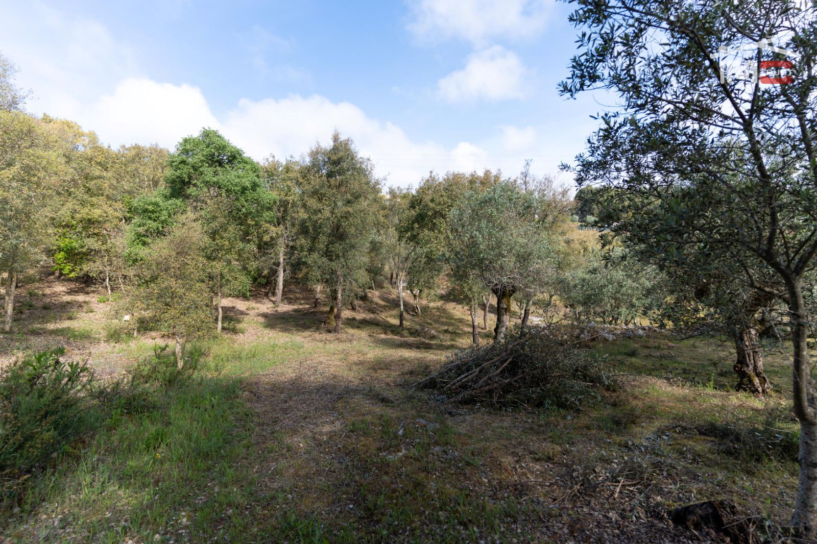 Terreno Agricola ou Rústico para Venda em Atouguia