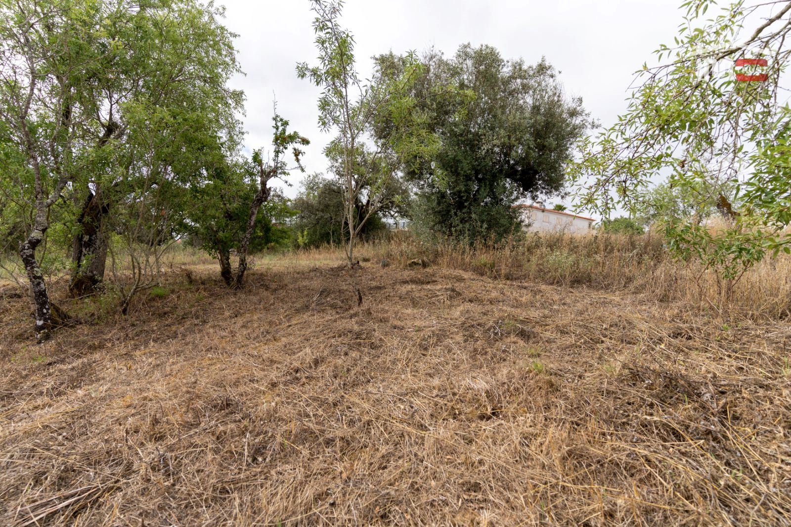Terreno Agricola ou Rústico para Venda em Atouguia