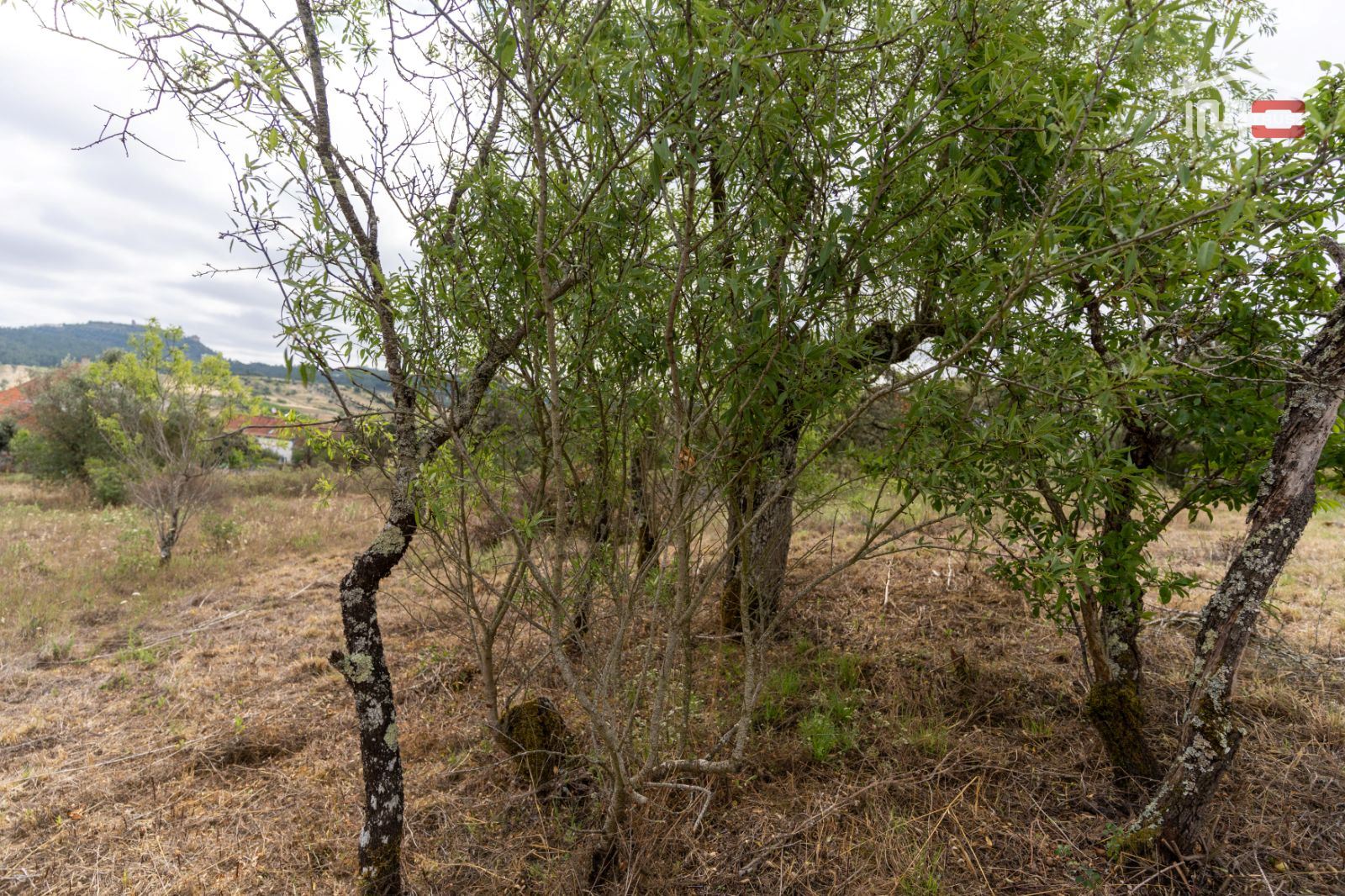 Terreno Agricola ou Rústico para Venda em Atouguia