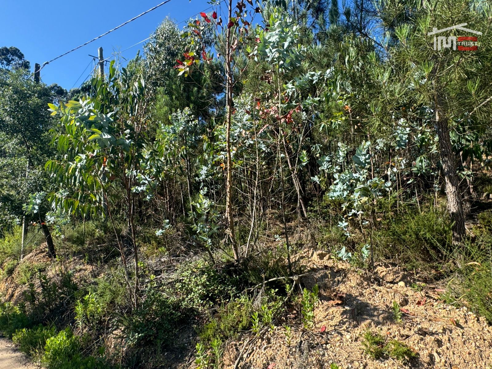 Terreno Agricola ou Rústico para Venda em Atouguia