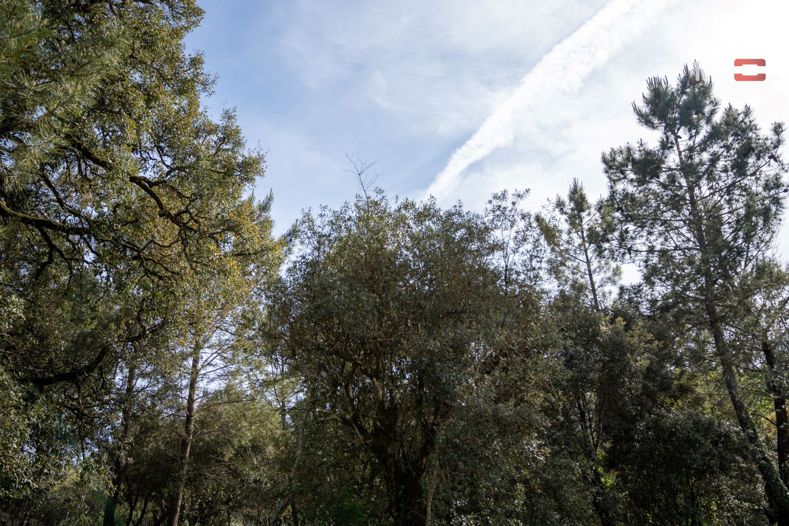 Terreno Agricola ou Rústico para Venda em Fatima