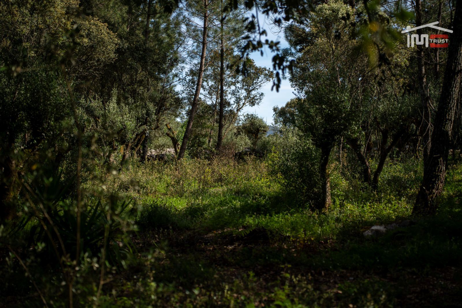 Terreno Agricola ou Rústico para Venda em Fatima
