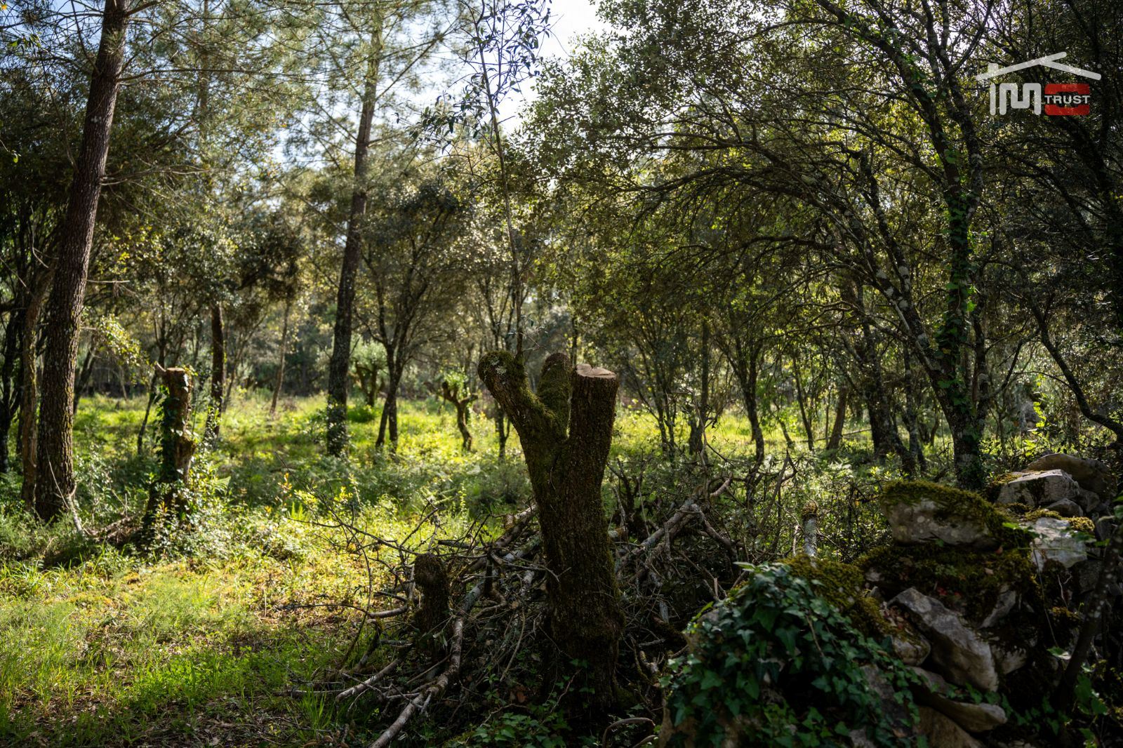 Terreno Agricola ou Rústico para Venda em Fatima
