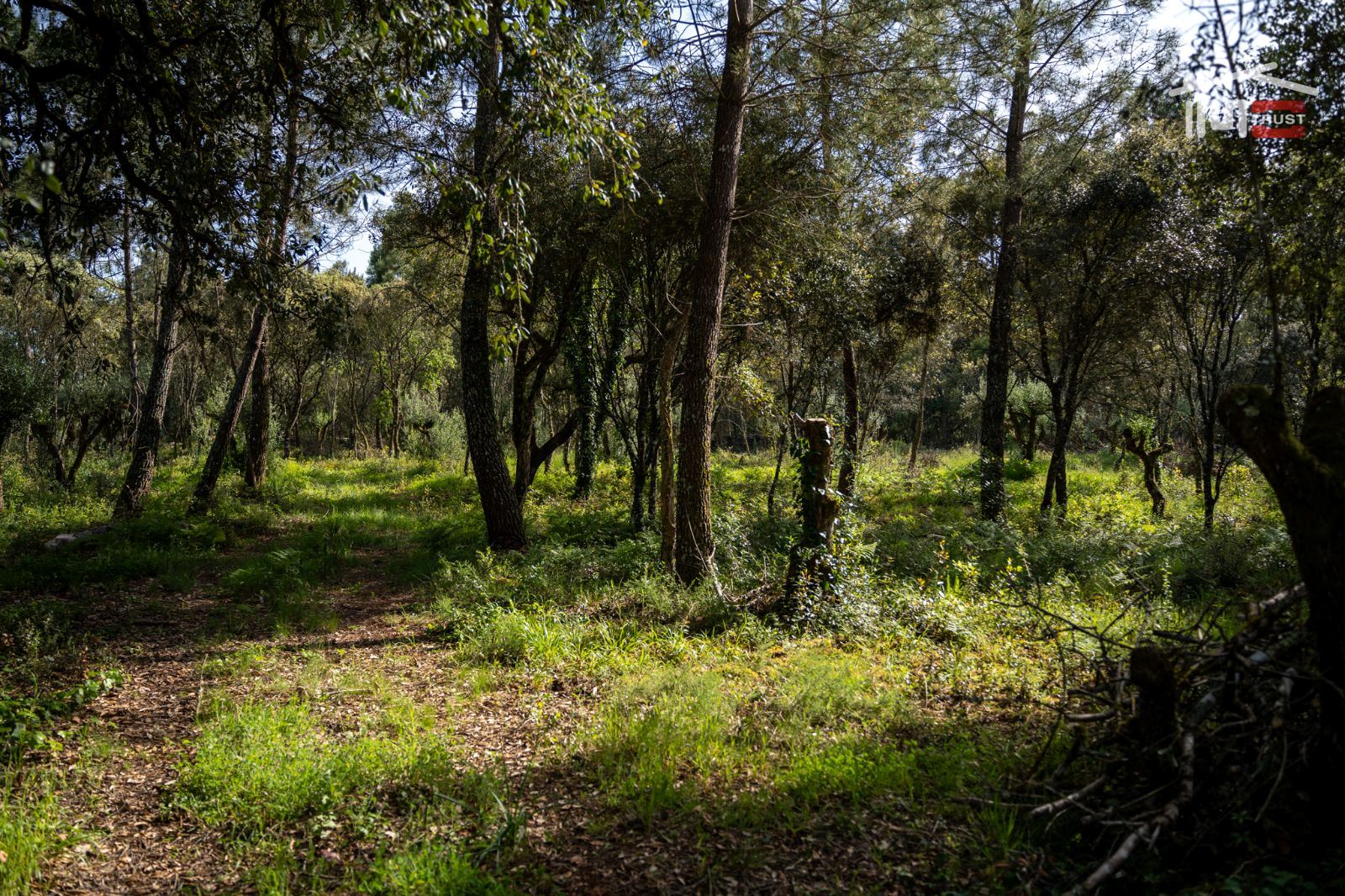 Terreno Agricola ou Rústico para Venda em Fatima