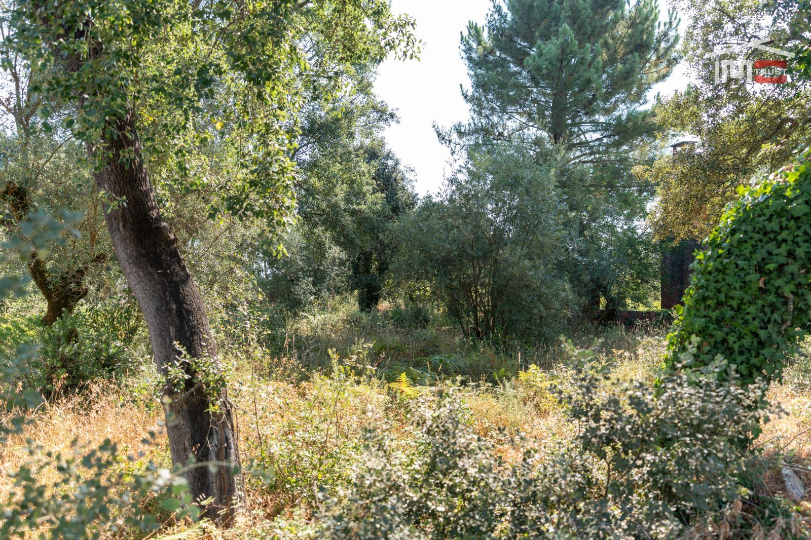 Terreno Agricola ou Rústico para Venda em Fatima