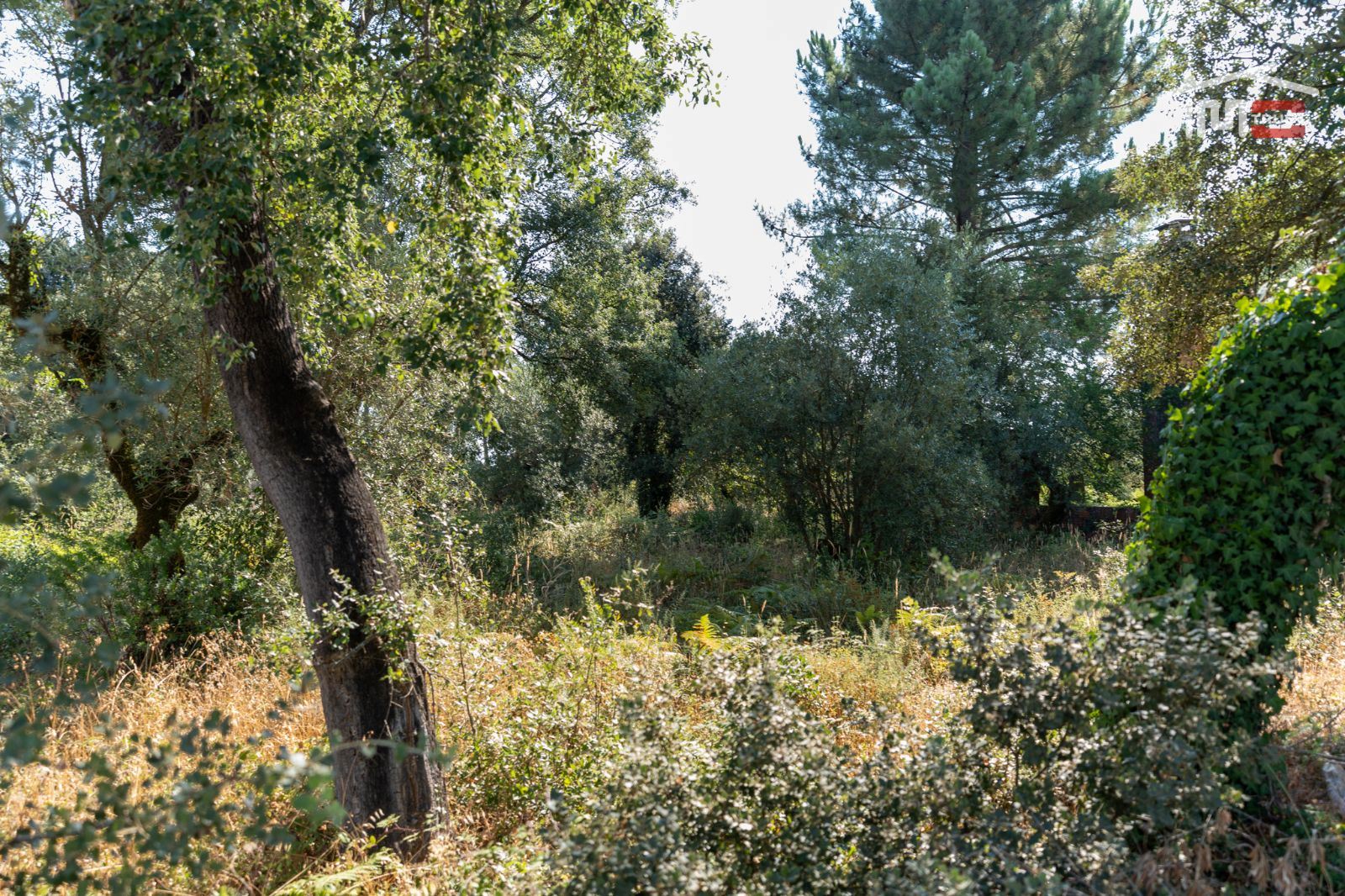 Terreno Agricola ou Rústico para Venda em Fatima