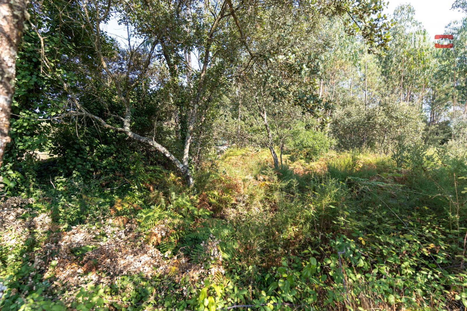 Terreno Agricola ou Rústico para Venda em Fatima